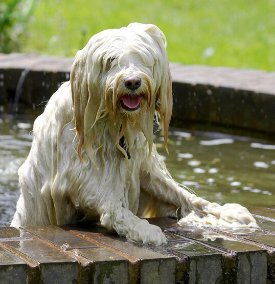 Dog, Dogs, Fountain, Play, Playing, Playtime, Rupert, Swimming, Terriers, Tibetan Terrier, Tongue, Water