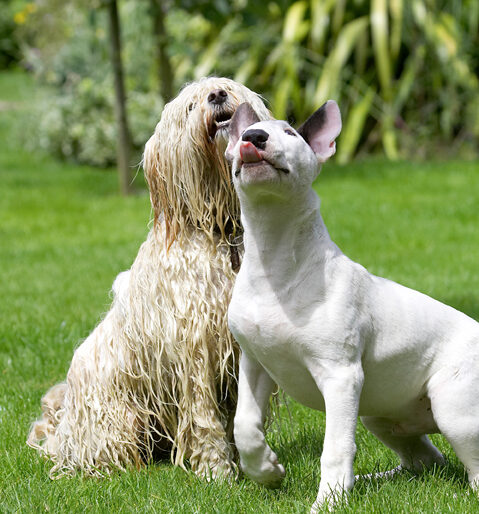 Dog, Dogs, English Bull Terrier, Friends, Mana, Play, Playing, Playtime, Rupert, Terriers, Tibetan Terrier, Tongue