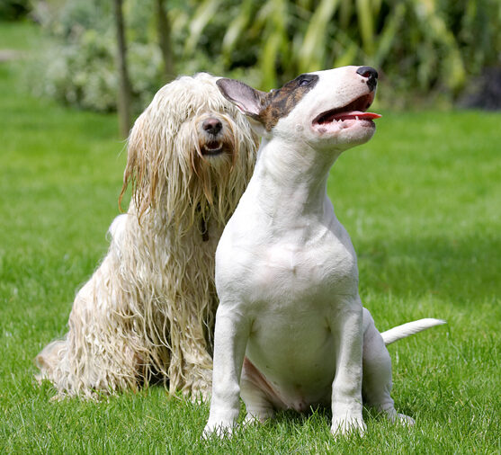 Dog, Dogs, English Bull Terrier, Friends, Mana, Play, Playing, Playtime, Rupert, Terriers, Tibetan Terrier, Tongue
