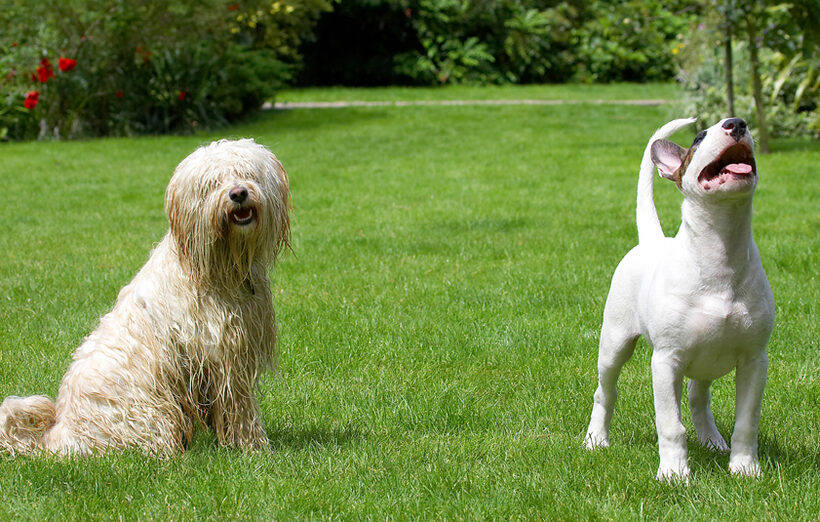 Dog, Dogs, English Bull Terrier, Friends, Mana, Play, Playing, Playtime, Rupert, Terriers, Tibetan Terrier, Tongue
