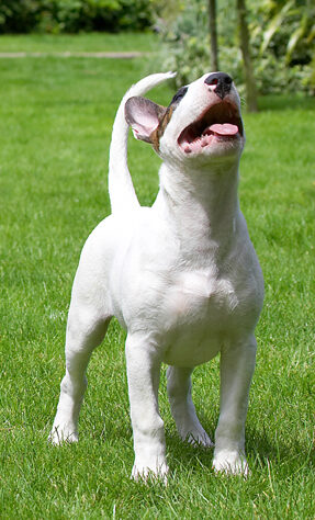 Dog, Dogs, English Bull Terrier, Mana, Terriers, Tongue