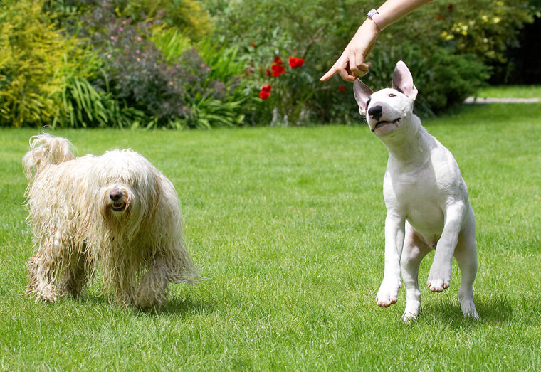 Dog, Dogs, English Bull Terrier, Friends, Mana, Play, Playing, Playtime, Rupert, Terriers, Tibetan Terrier