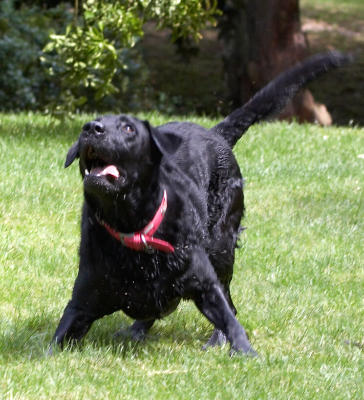 Animal, Animals, Canine, Canines, Dog, Dogs, Ffion, Labrador, Labradors, Land Mammal, Land Mammals, Play, Playing, Playtime, Terrestrial Mammal, Terrestrial Mammals