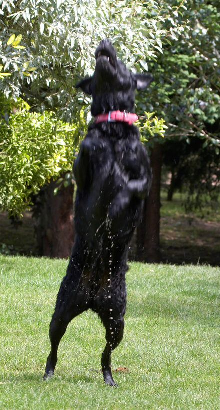 action, Animal, Animals, Canine, Canines, Dog, Dogs, Ffion, Jump, Jumping, Labrador, Labradors, Land Mammal, Land Mammals, Leap, Leaping, Play, Playing, Playtime, Terrestrial Mammal, Terrestrial Mammals