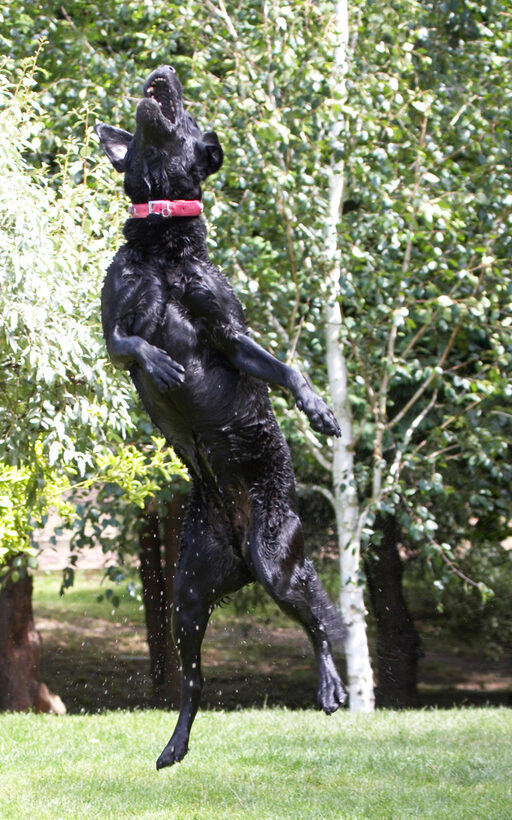 action, Animal, Animals, Canine, Canines, Dog, Dogs, Ffion, Jump, Jumping, Labrador, Labradors, Land Mammal, Land Mammals, Leap, Leaping, Play, Playing, Playtime, Terrestrial Mammal, Terrestrial Mammals