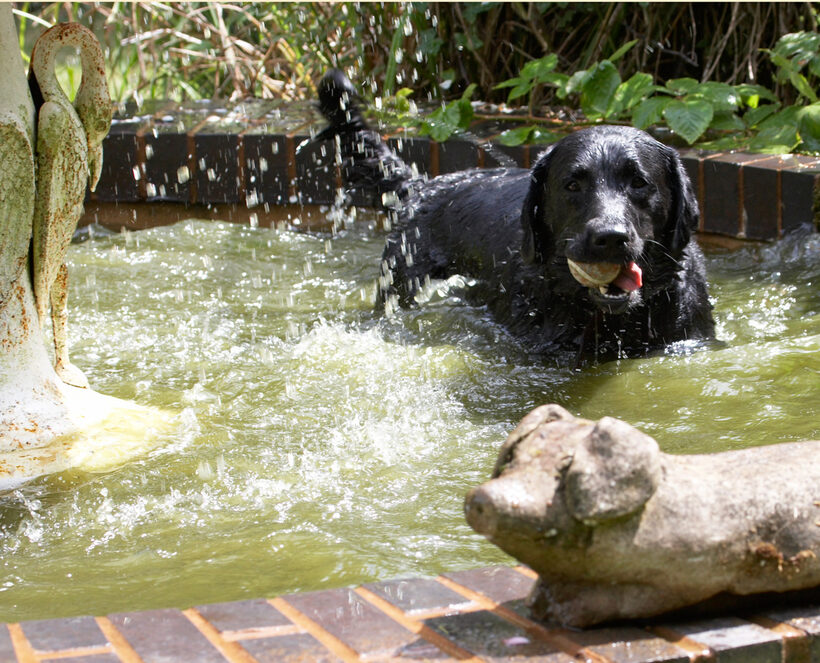 Animal, Animals, ball, Canine, Canines, Dog, Dogs, Labrador, Labradors, Land Mammal, Land Mammals, Millie, Play, Playing, Playtime, Swim, Swimming, Terrestrial Mammal, Terrestrial Mammals, Water