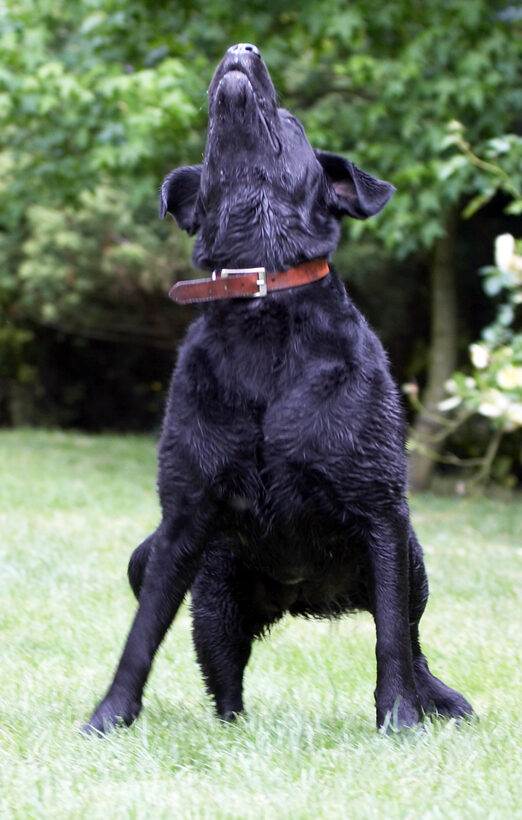 Animal, Animals, Canine, Canines, Dog, Dogs, Labrador, Labradors, Land Mammal, Land Mammals, Millie, Play, Playing, playtime, Terrestrial Mammal, Terrestrial Mammals