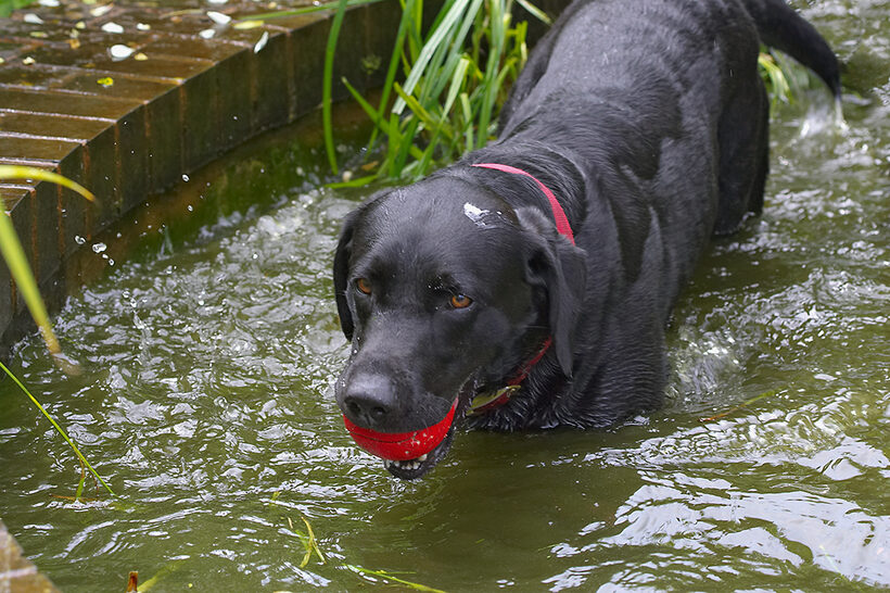 Dog, Dogs, Harvey, Labrador