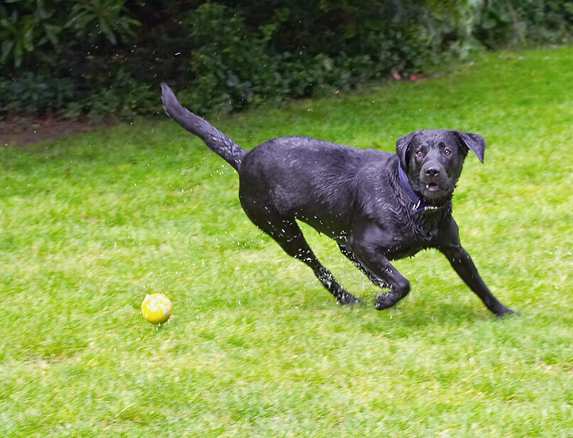 Buddy, Dog, Dogs, Labrador, Tongue