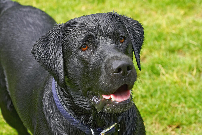 Buddy, Dog, Dogs, Labrador, Tongue