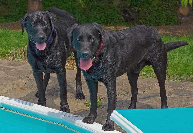Buddy, Dog, Dogs, Harvey, Labrador, Tongue
