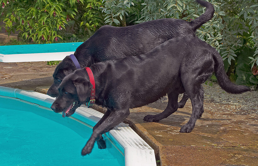 Buddy, Dog, Dogs, Harvey, Labrador, Tongue