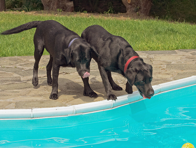 Buddy, Dog, Dogs, Harvey, Labrador, Tongue
