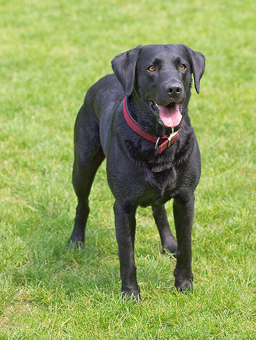 Dog, Dogs, Harvey, Labrador