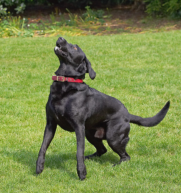 Dog, Dogs, Harvey, Labrador