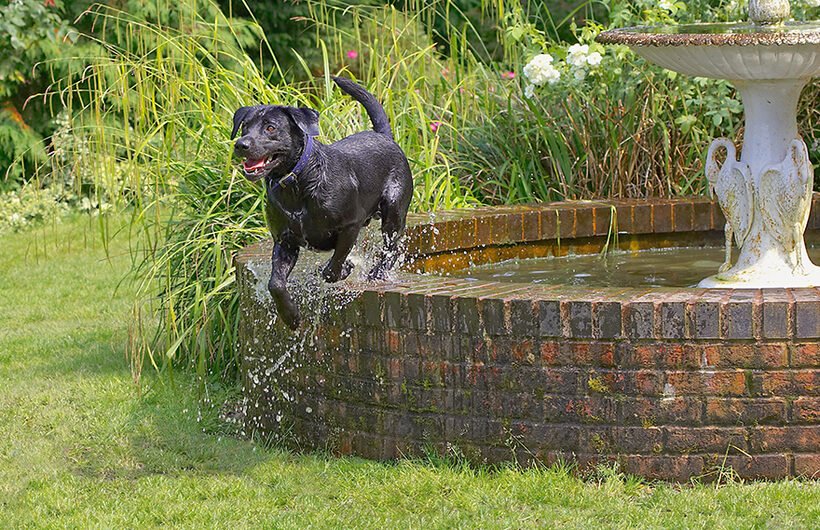 Buddy, Dog, Dogs, Labrador