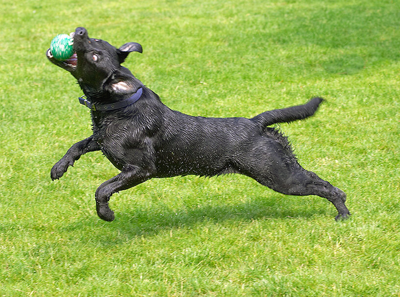 Buddy, Dog, Dogs, Labrador, Tongue