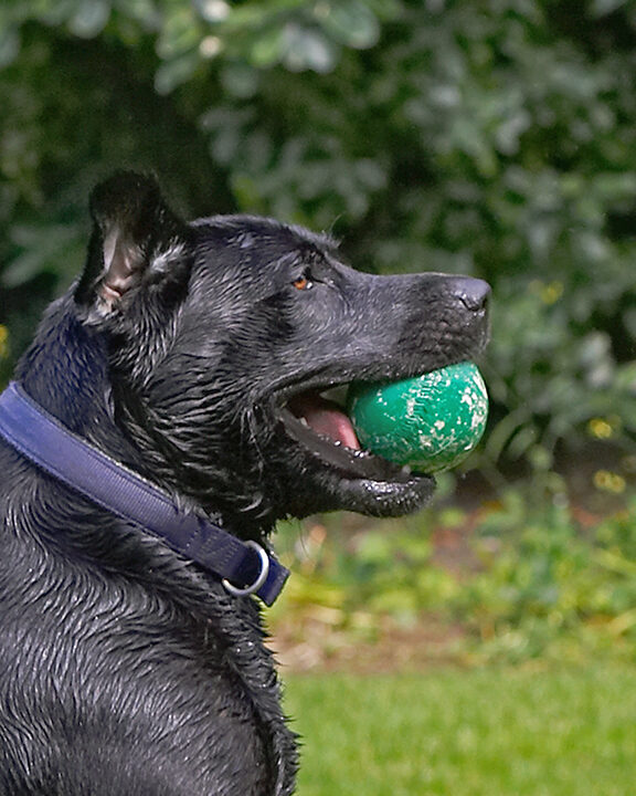 Buddy, Dog, Dogs, Labrador, Tongue