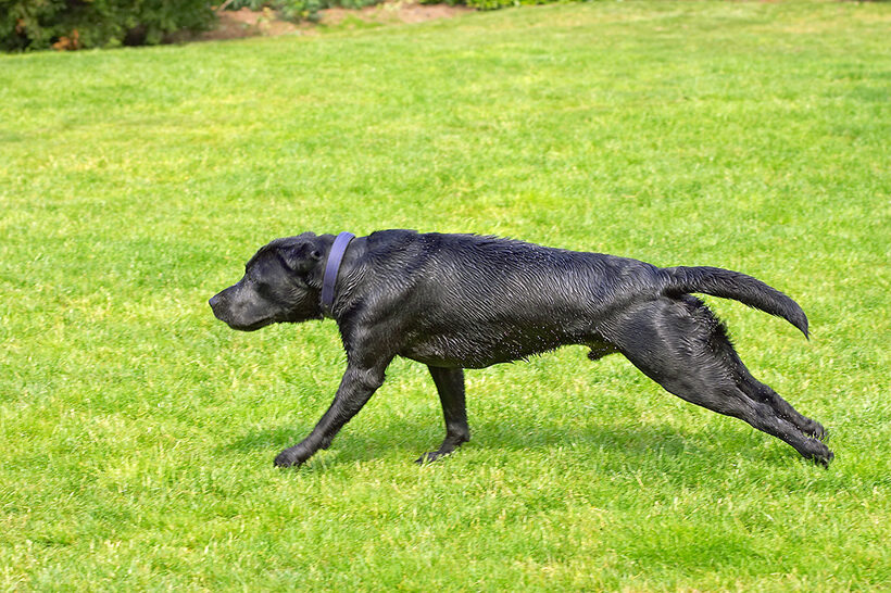 Buddy, Dog, Dogs, Labrador, Tongue