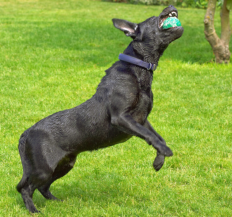 Buddy, Dog, Dogs, Labrador, Tongue