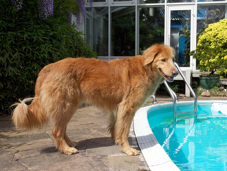 Dog, Dogs, Hovawart, Lisa