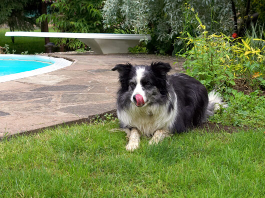 Border Collie, Collies, Dog, Dogs, Polly, Tongue
