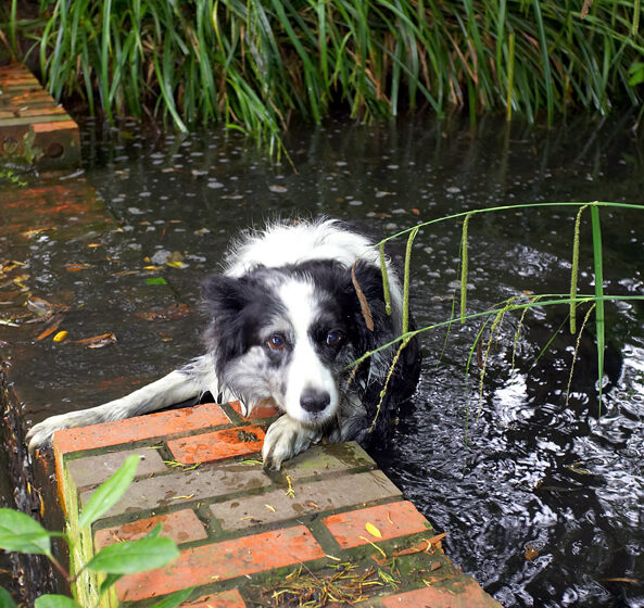 Border Collie, Collies, Dog, Dogs, Polly