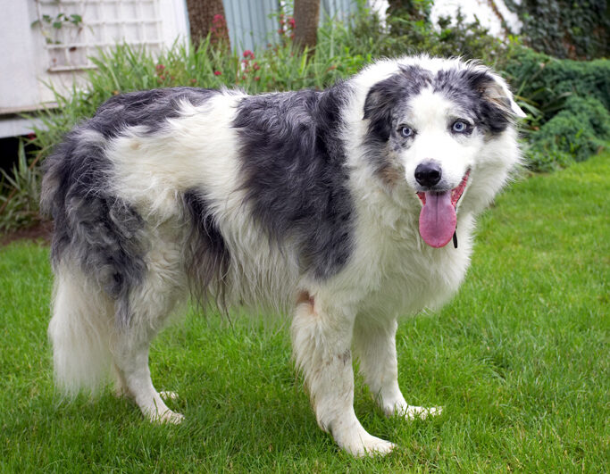 Border Collie, Collies, Dog, Dogs, Joseph, Tongue