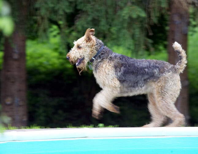 Aredale terrier, Dog, Dogs, Ralf, Terriers