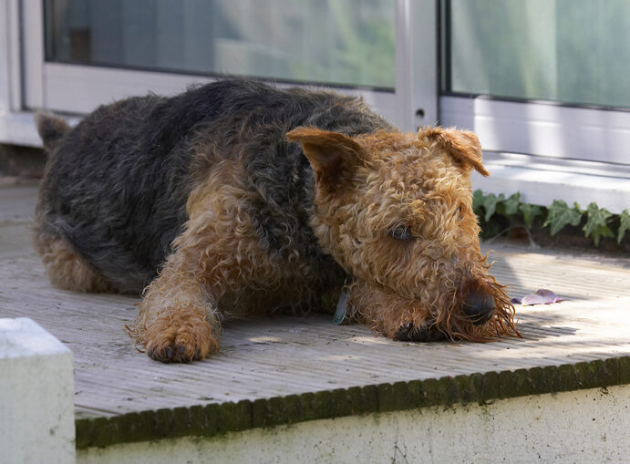 Airedale terrier, Dog, Dogs, Molly, Terriers