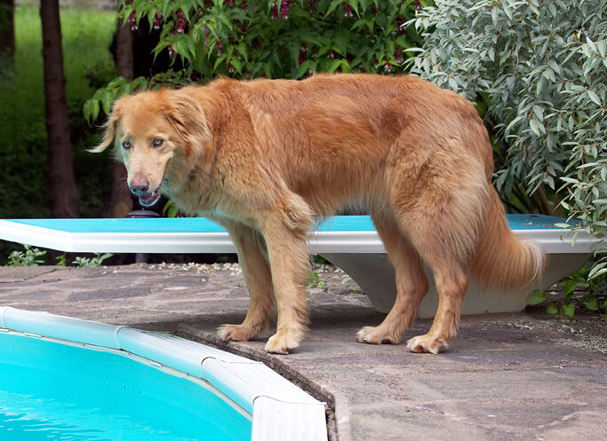 Dog, Dogs, Hovawart, Lisa