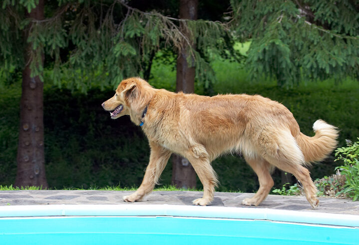 Dog, Dogs, Hovawart, Lisa