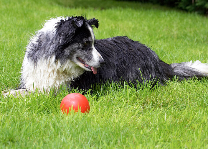 Ball, Border Collie, Collies, Dog, Dogs, Polly, Tongue
