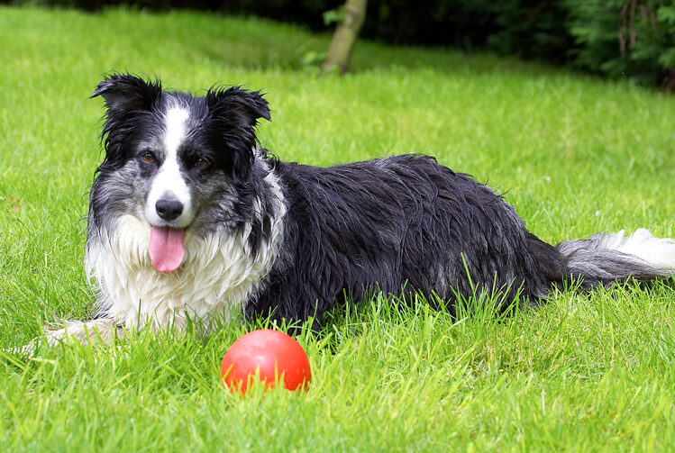 Ball, Border Collie, Collies, Dog, Dogs, Polly, Tongue