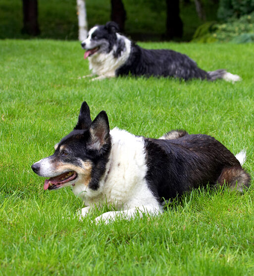 Border Collie, Collies, Dog, Dogs, Polly, Tess, Tongue