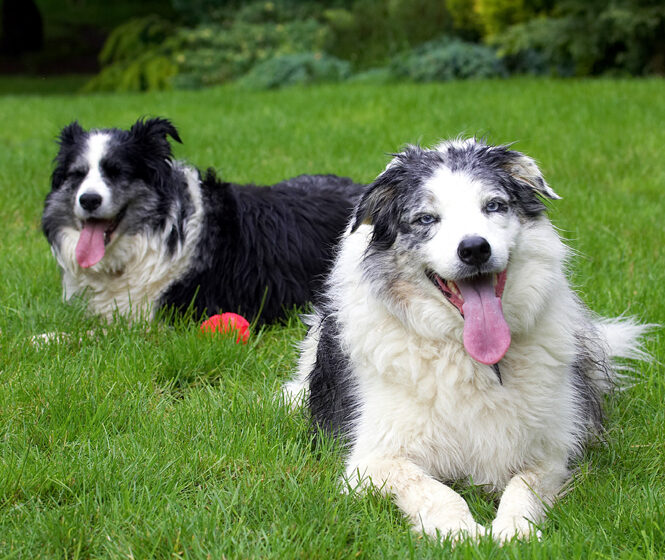 Border Collie, Collies, Dog, Dogs, Joseph, Polly, Tongue