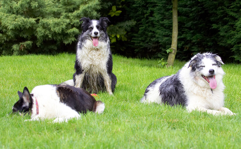 Border Collie, Collies, Dog, Dogs, Joseph, Polly, Tessa, Tongue