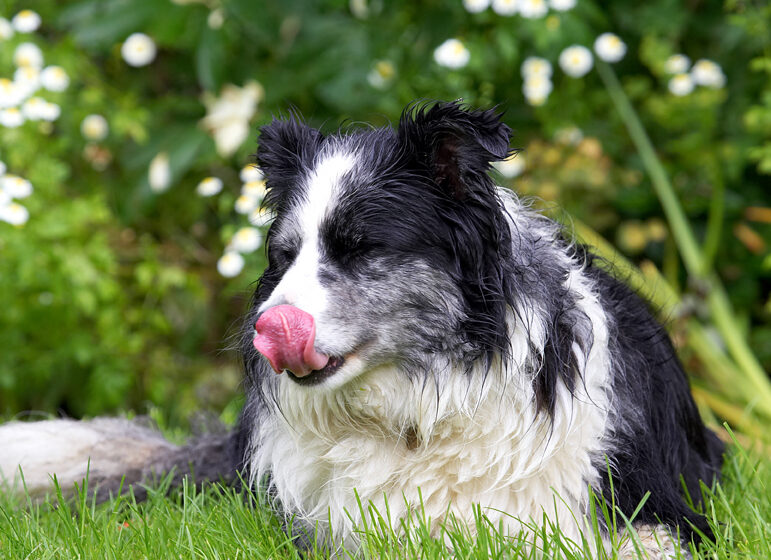 Border Collie, Collies, Dog, Dogs, Polly, Tongue