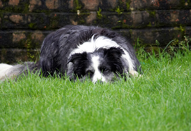 Border Collie, Collies, Dog, Dogs, Polly