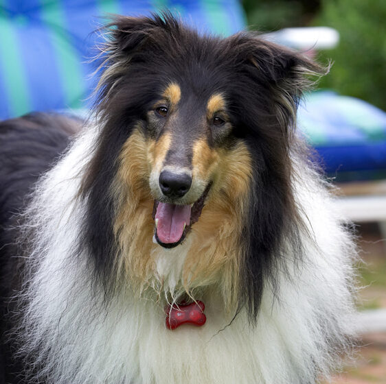 Collies, Dog, Dogs, Rough collie, Scooby, Tongue