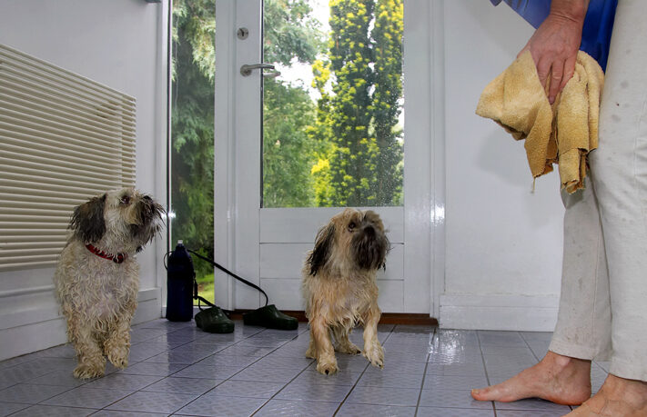 Dog, Dogs, Llasa apso, Monty, Pool, Swimming, Trigger