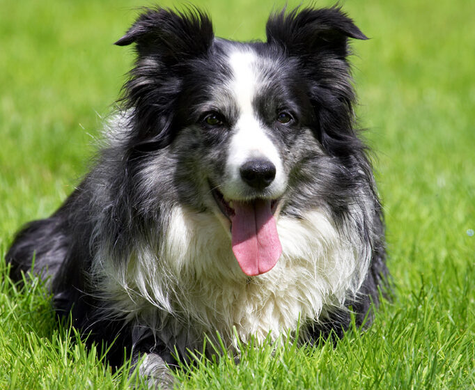 Collie, Collies, Dog, Dogs, Polly, Tongue