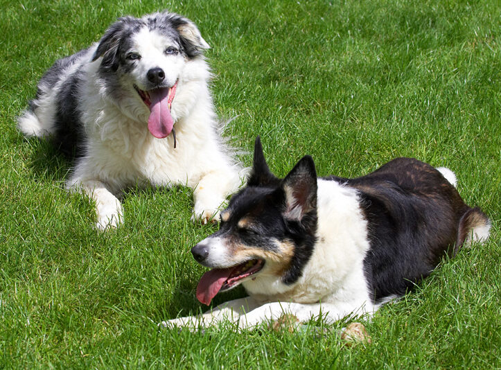Collie, Collies, Dog, Dogs, Joseph, Tess, Tongue