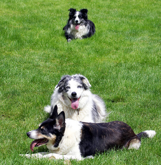 Collie, Collies, Dog, Dogs, Joseph, Polly, Tess, Tongue