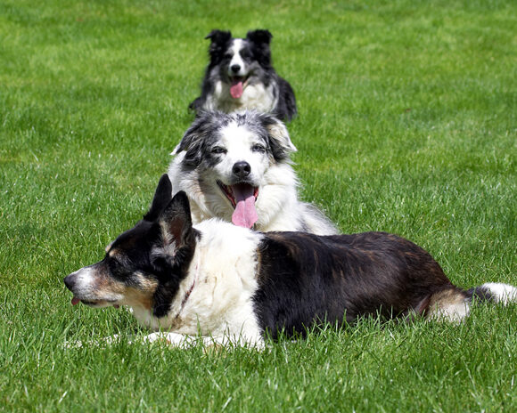 Collie, Collies, Dog, Dogs, Joseph, Polly, Tess, Tongue