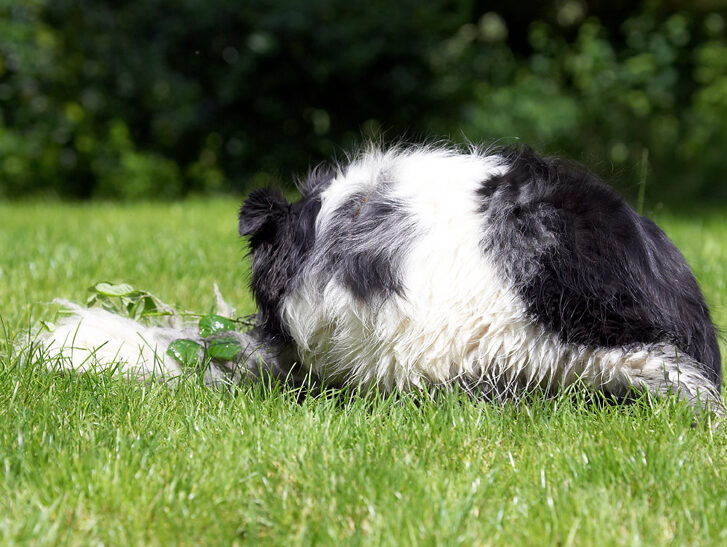Collie, Collies, Dog, Dogs, Polly, Tongue