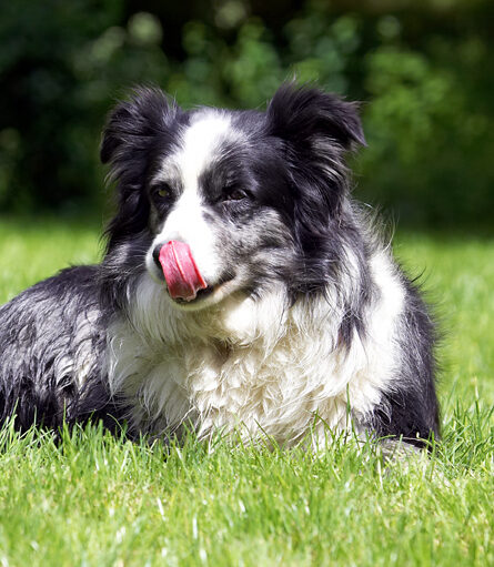 Collie, Collies, Dog, Dogs, Polly, Tongue