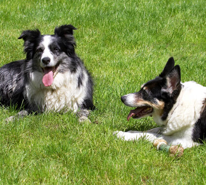 Collie, Collies, Dog, Dogs, Polly, Tess, Tongue
