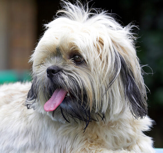 Dog, Dogs, Lhasa Apso, Monte, Tongue, Trigger