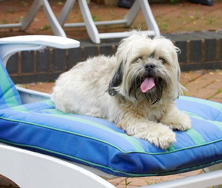 Dog, Dogs, Lhasa Apso, Monte, Tongue, Trigger